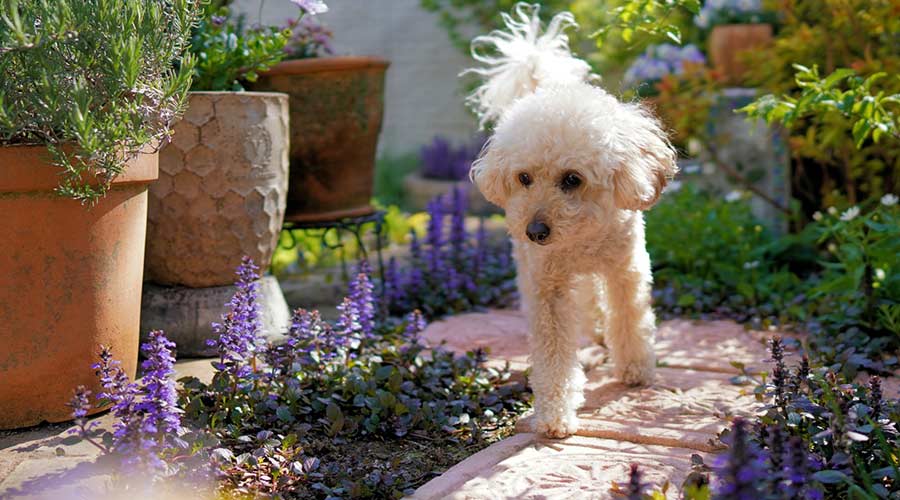 glücklicher Hund im Garten