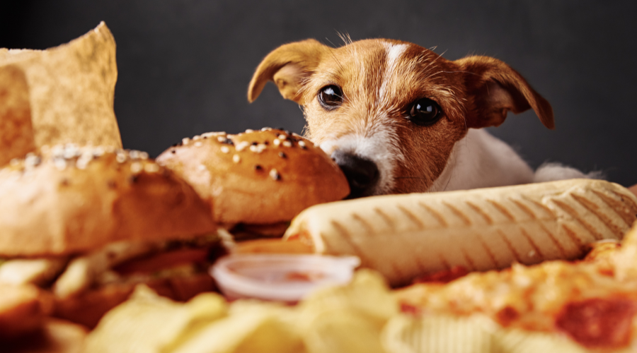 giftige Lebensmittel für Hunde
